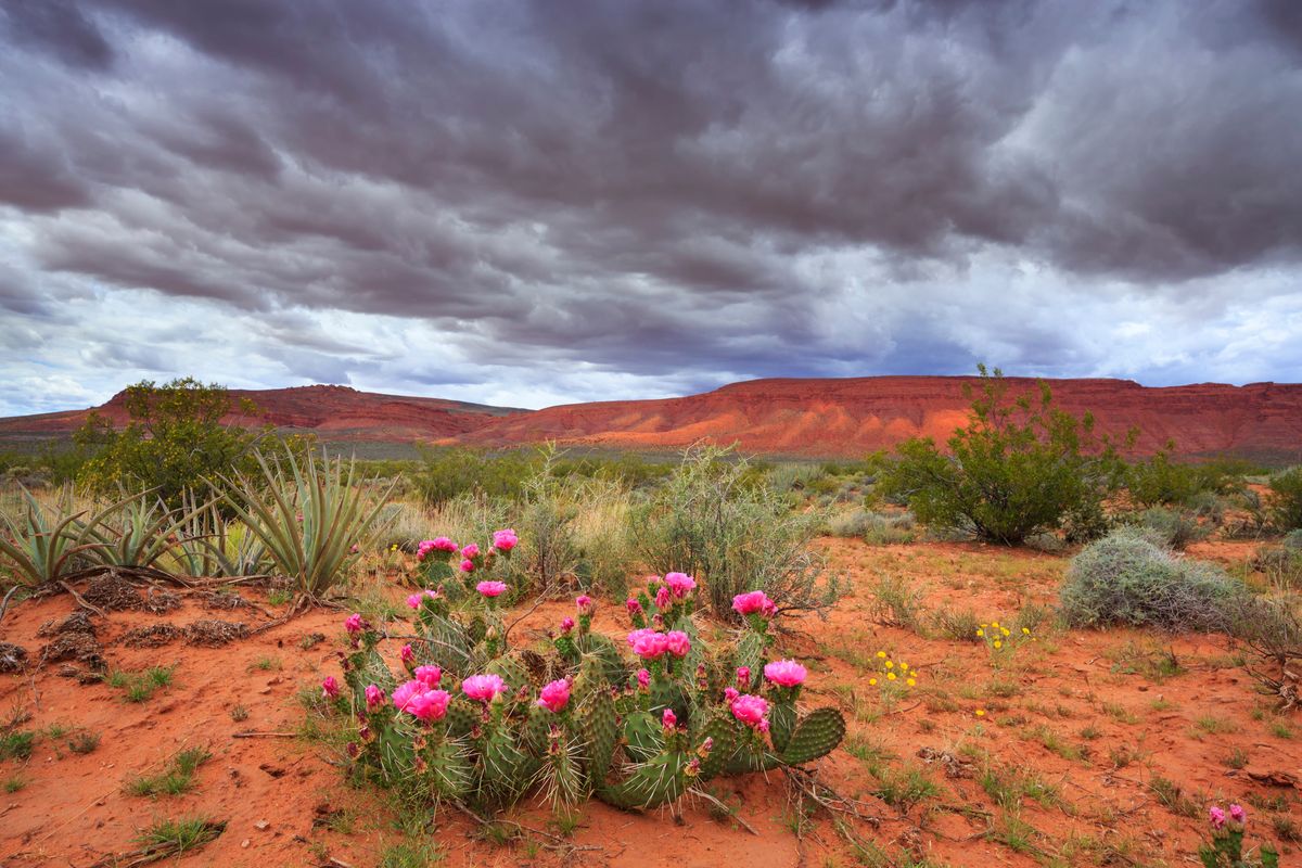 Cactus Bloom
